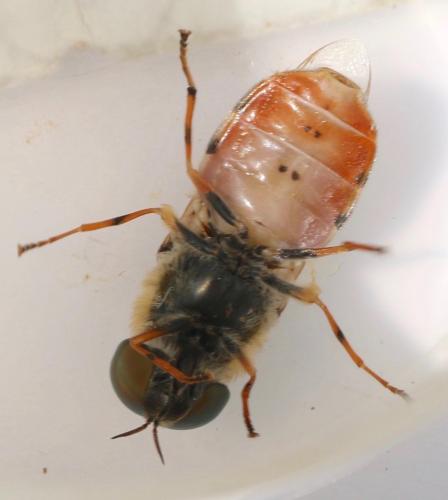 Réf. 322 910 : Odontomyia ornata